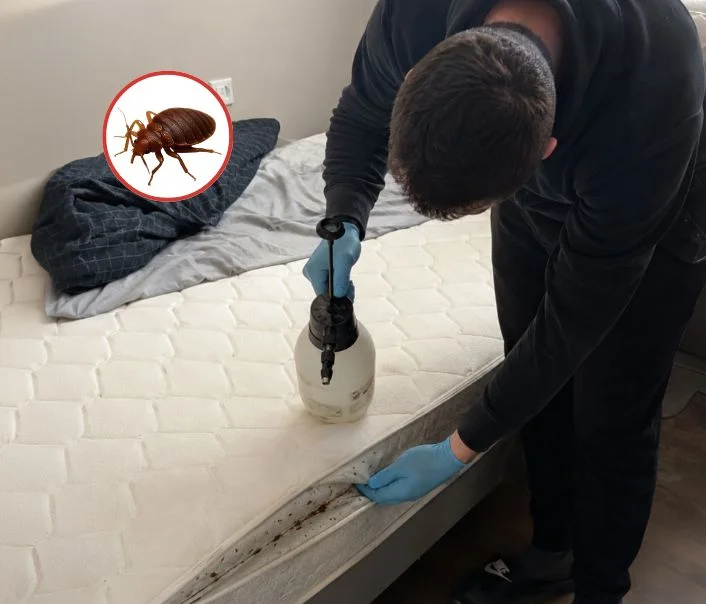 Technicien traitant un matelas contre les punaises de lit à Prunay-le-Temple